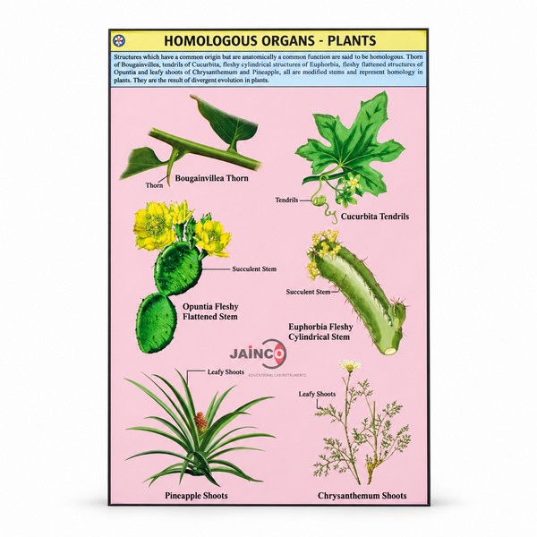 Homologous Organs